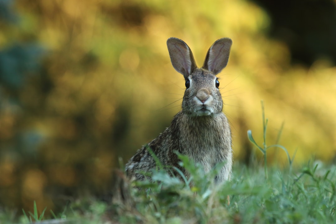 Photo Bones, Rabbit